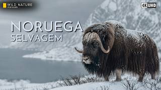 Animais no inverno norueguês