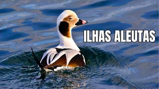 Ilhas Aleutas: Vida Selvagem