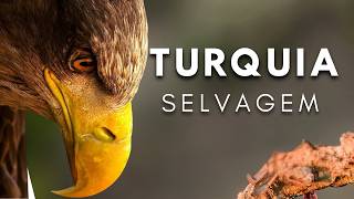 Turquia: Terra Indomável