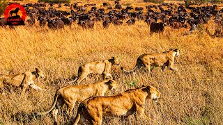 De Serengeti a Maasai Mara