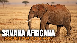 Savana: Seca Extrema