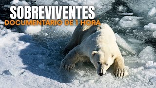 Selvagem: Sobreviventes Extremos