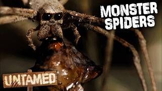 Most Unique Spiders on Earth