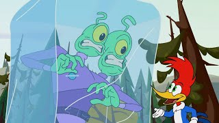 Pájaro Loco: Woody congela