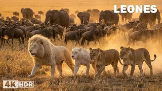 LEONES: Reyes de la Sabana