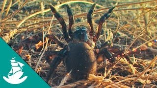Los Sentidos Animales más Desarrollados