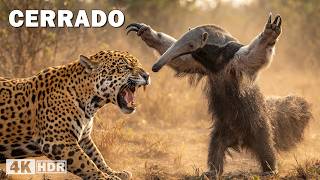 Cerrado Salvaje