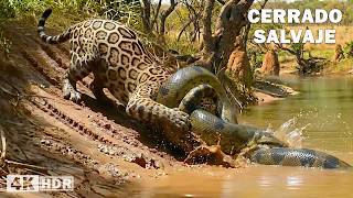 Cerrado Salvaje