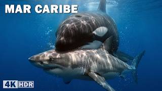 Mar Caribe: Asesinos del Océano