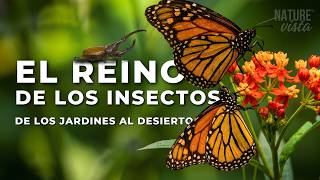 El Reino de los Insectos