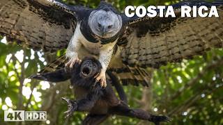 Costa Rica Salvaje