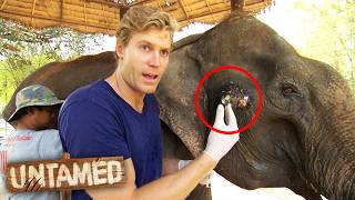 Abused Elephants