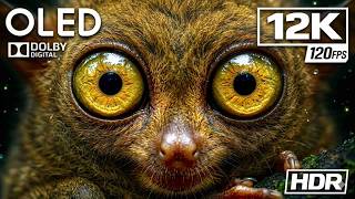 12K HDR Dolby Vision Test