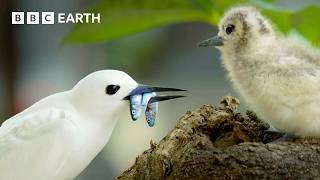 Earth's Spectacular Island Wildlife