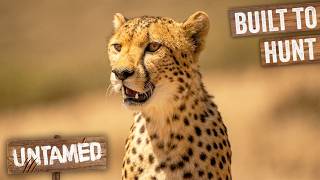 Cheetah's Split-Second Hunt