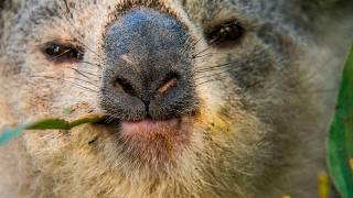 Last Koalas: End of an Era?