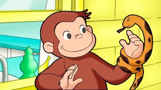 Curioso George: Serpente