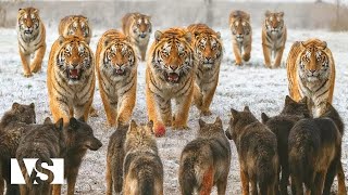 Un anno in Siberia