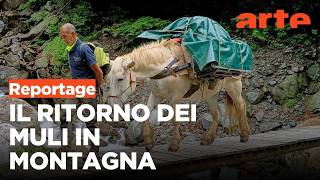 Piemonte: ritorno del mulo