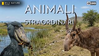 Animali Straordinari: Adattamenti Bizzarri