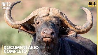 FORÇA BRUTAL: Código Búfalos