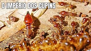 Vida Cupins: Amigos ou Inimigos?