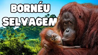 Bornéu Selvagem: Primatas Árvores