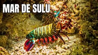 Mar de Sulu Tubarões Corais