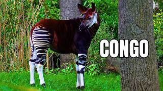 Congo Selvagem: Coração África