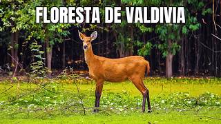 Floresta Valdivia: Segredo Verde Chile