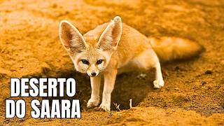 Deserto Saara: Sobrevivência