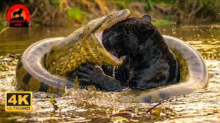 Pantanal Selvagem
