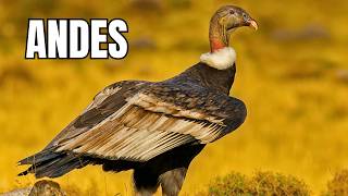 Andes: Colosso América do Sul