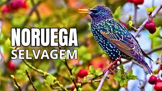 Noruega Vida Selvagem