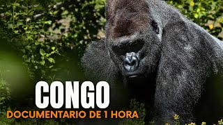 CONGO: Luta pela África