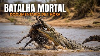 SENHORES DO NILO: Batalha