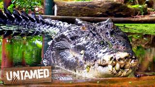 100-Year-Old Saltwater Croc