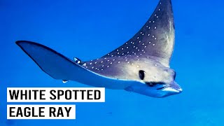 Elusive Ray Caught on Camera