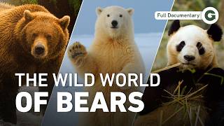 All 8 Bear Species