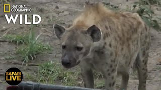 Safari Live - Day 311