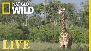 Safari Live - Day 73