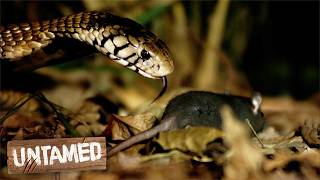 Forest Cobra's Hunting Speed