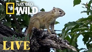 Safari Live - Day 131