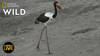 Safari Live - Day 381
