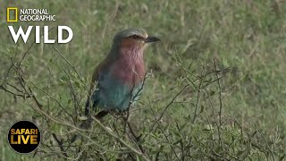 Safari Live - Day 345