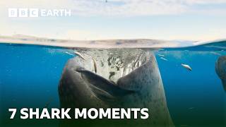 Spectacular Shark Moments