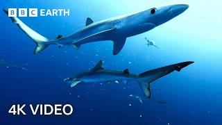 Ocean Wildlife in 4K