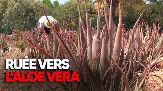 Aloe Vera : business