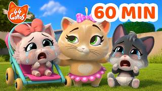 44 Gatos: Emergencia Cachorros