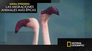 Migraciones épicas de animales